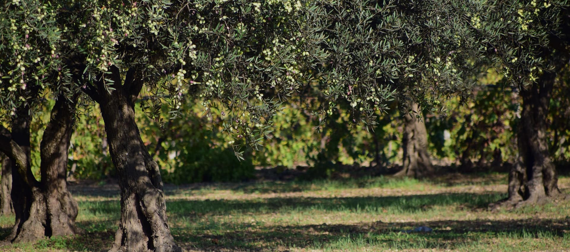 Alberi di ulivo sardo