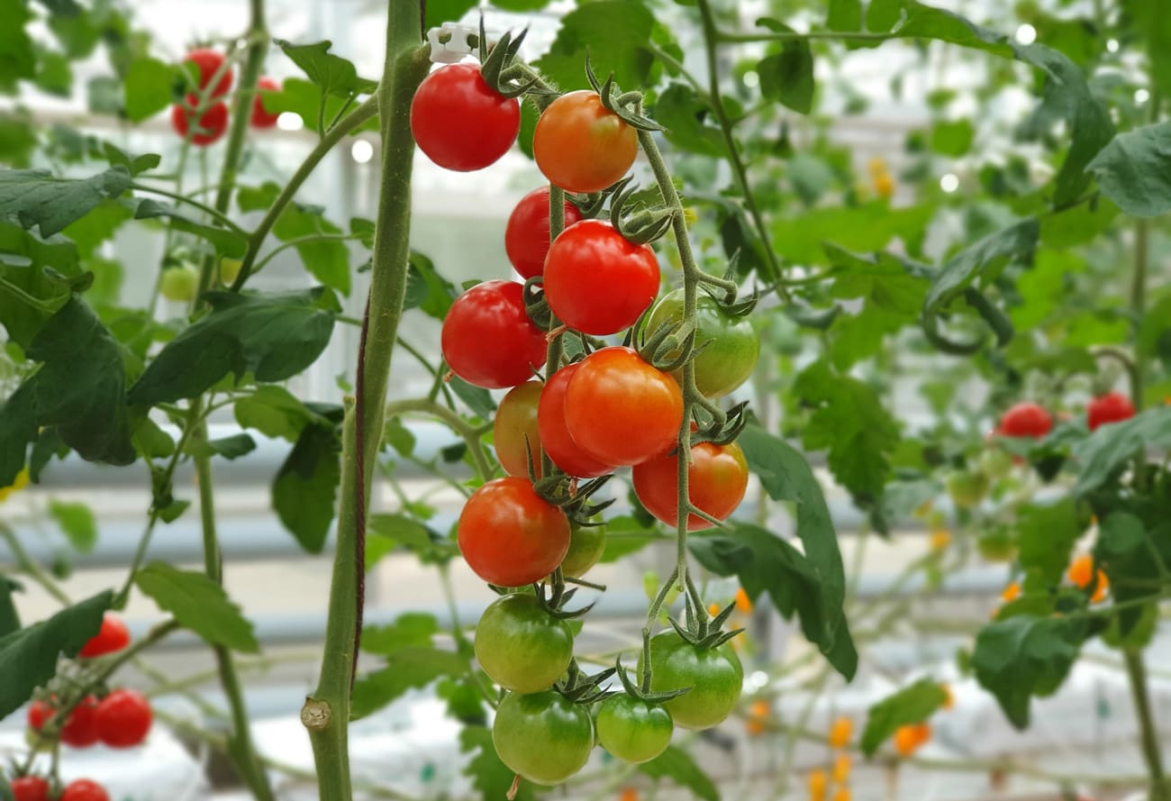 Ciliegino sardo in maturazione