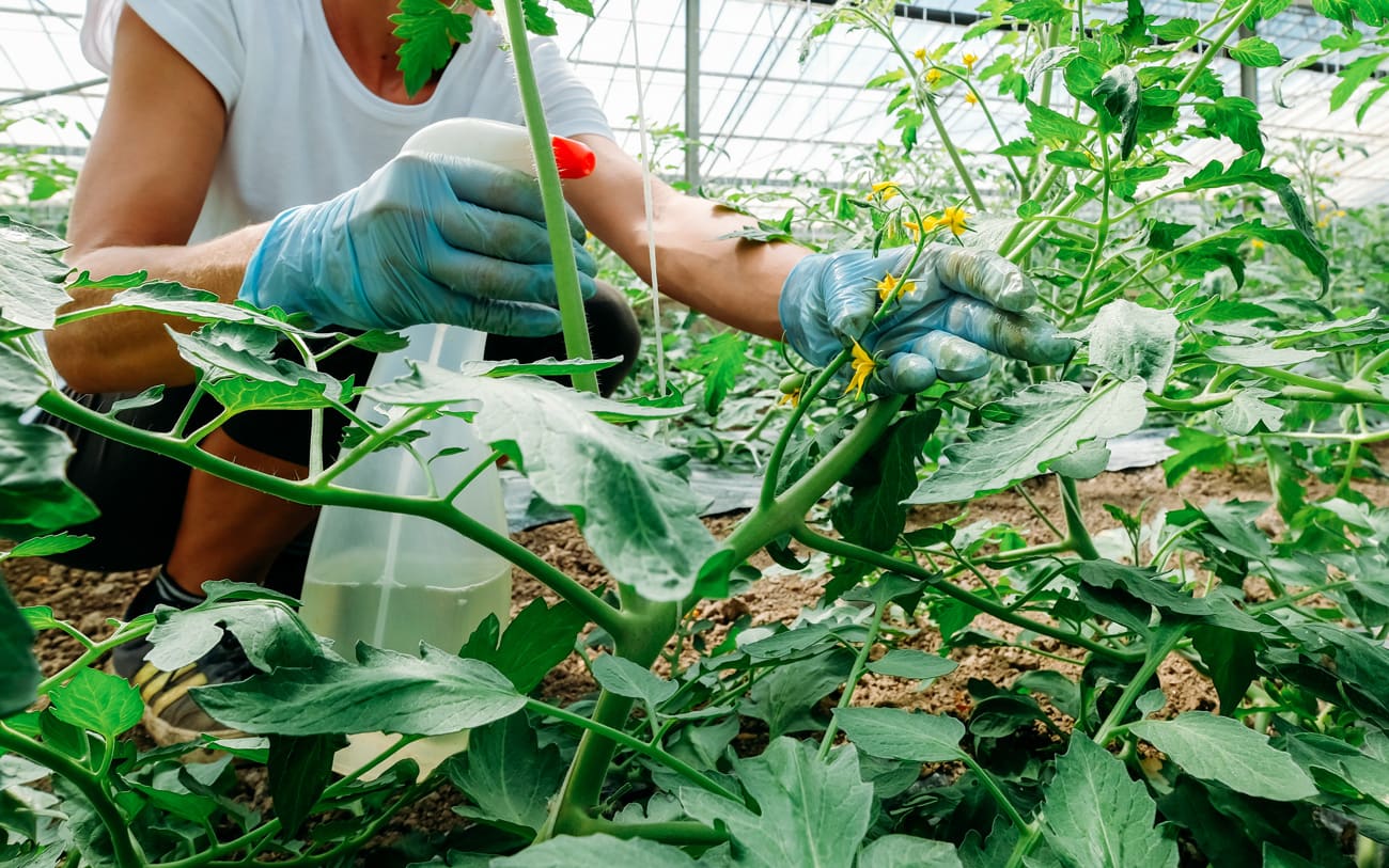 Cura corretta delle piante