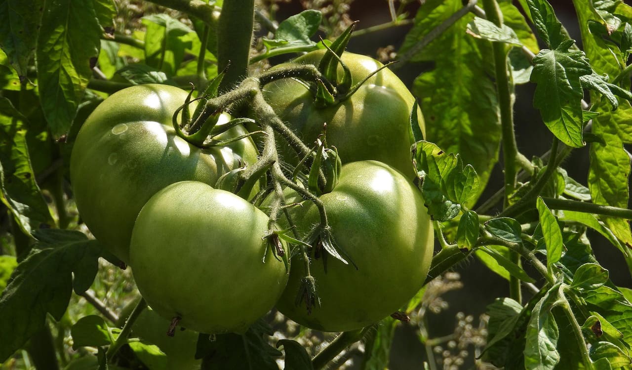 Pomodori all'aperto