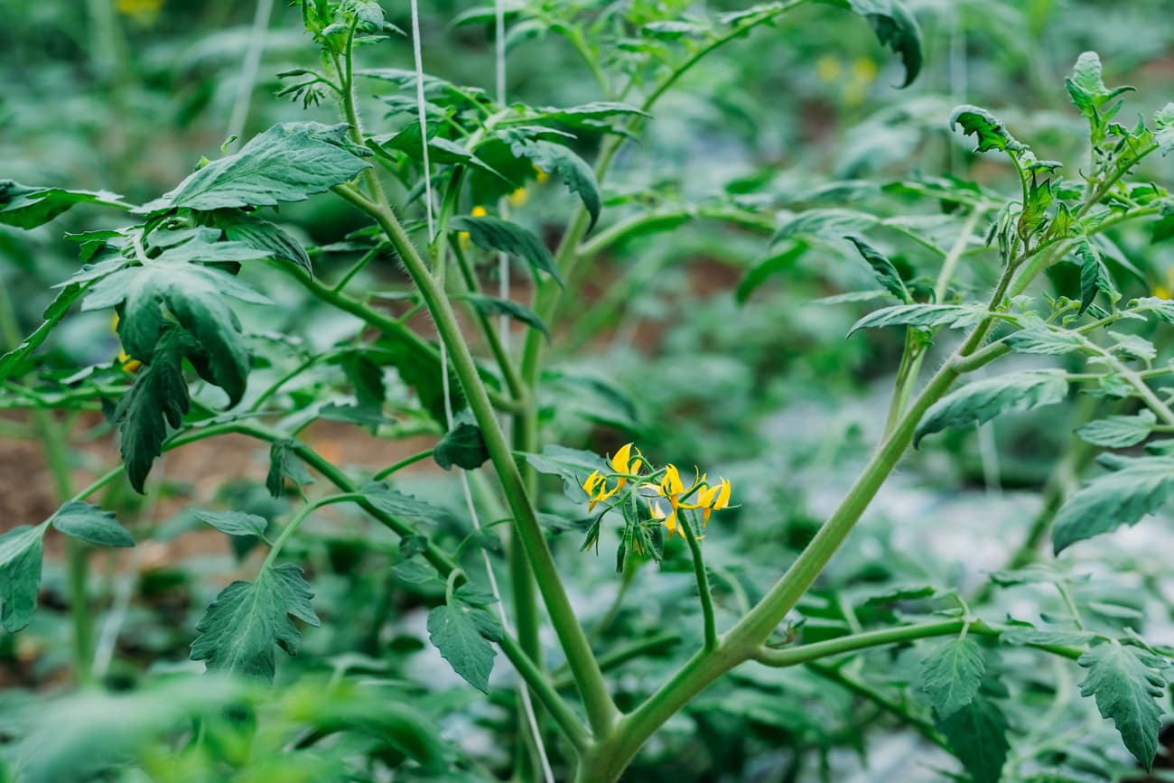 Pomodoro in fioritura