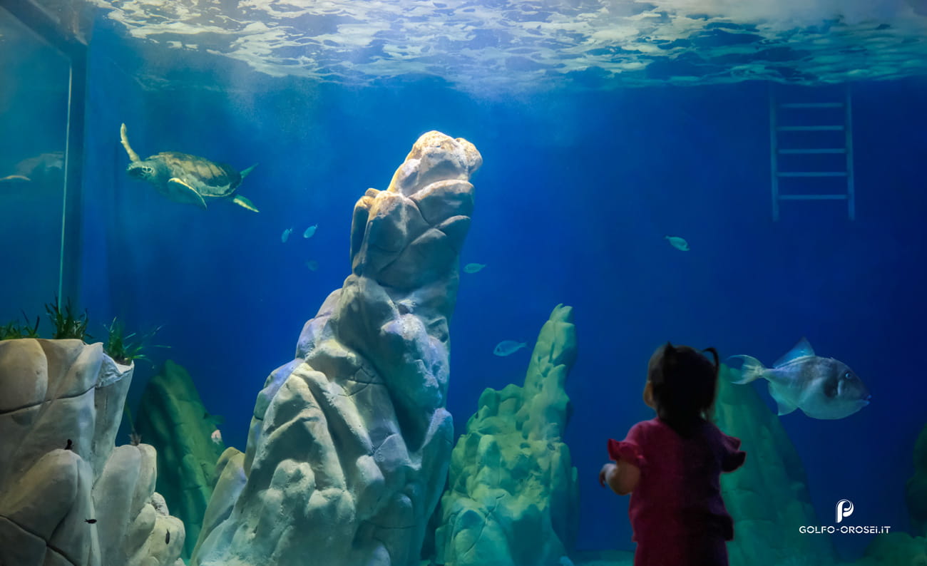 Acquario Sardegna