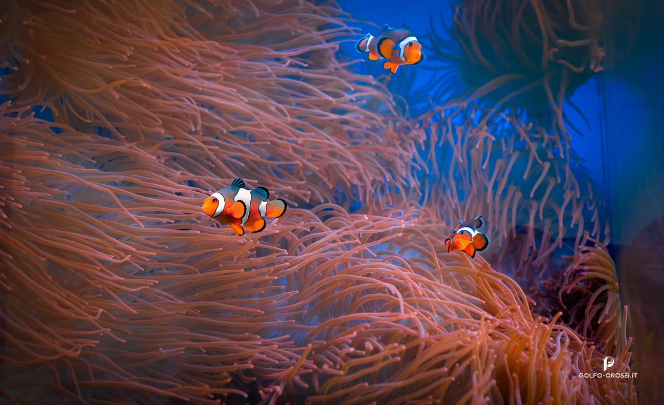 Clown fish acquario di Cala Gonone
