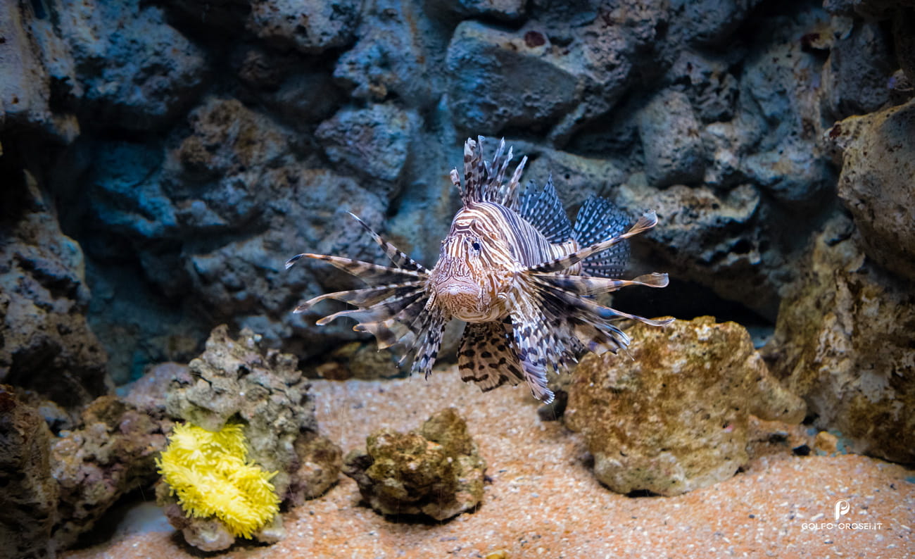 Dark skinned lionfish acquario di Cala Gonone