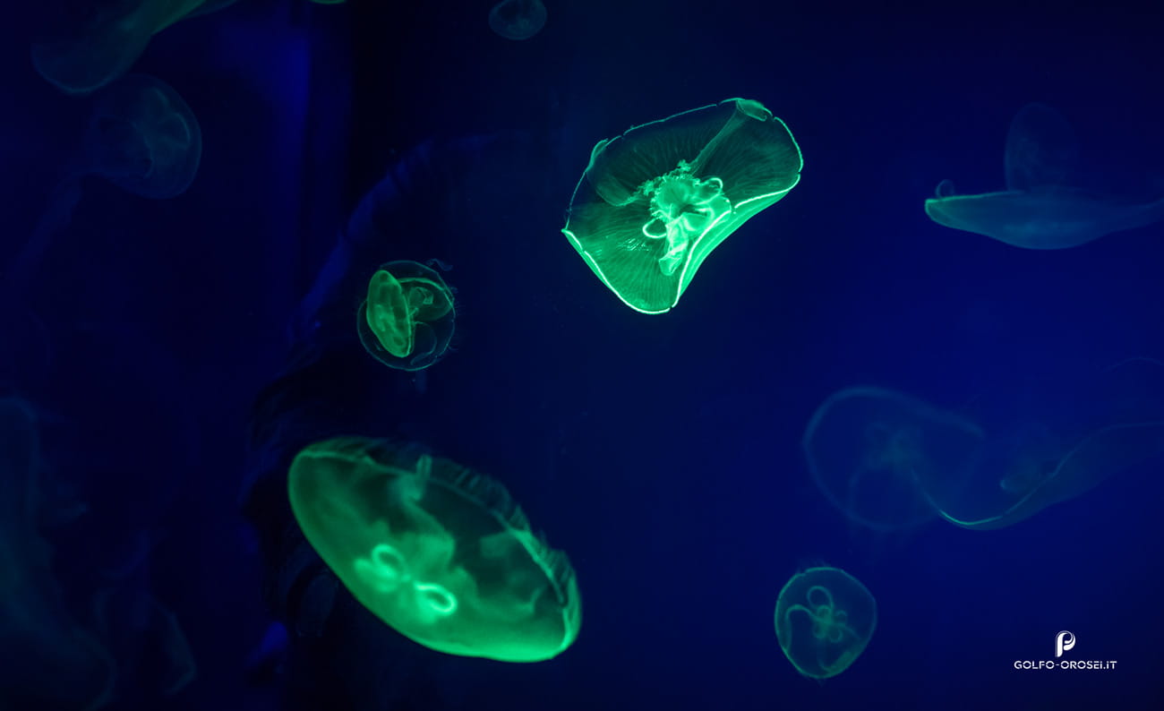 Green jellyfish acquario di Cala Gonone