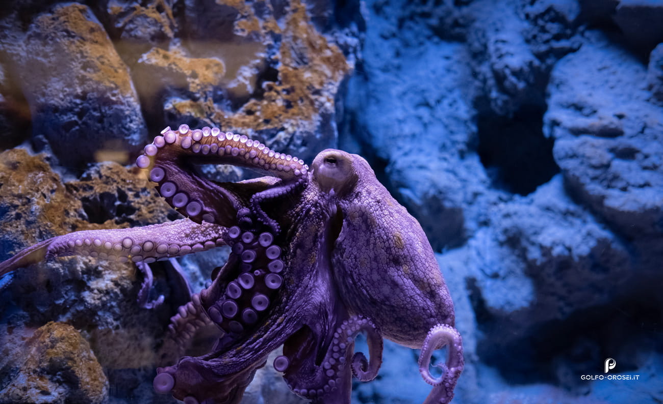 Octopus acquario di Cala Gonone