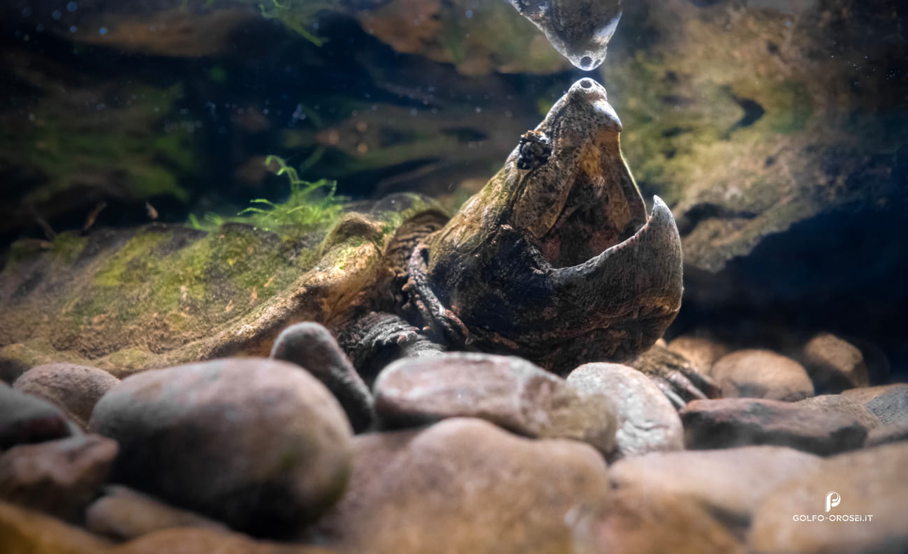 Turtle acquario di Cala Gonone