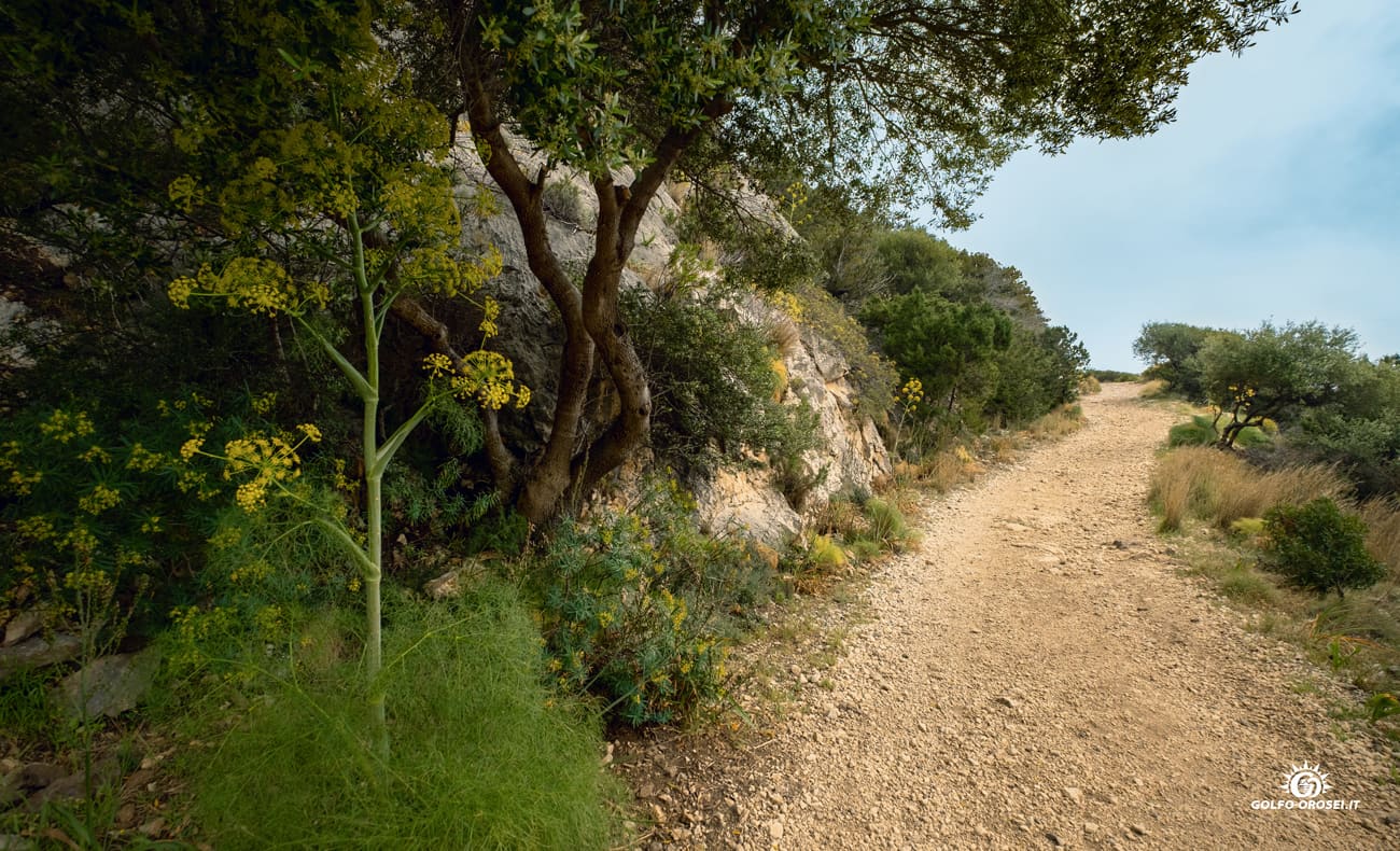 Sentiero con terreno naturale 1
