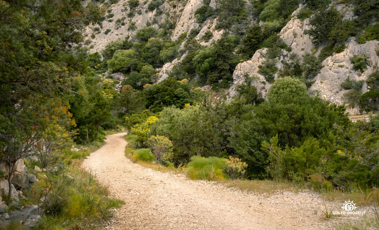 Sentiero con terreno naturale 2