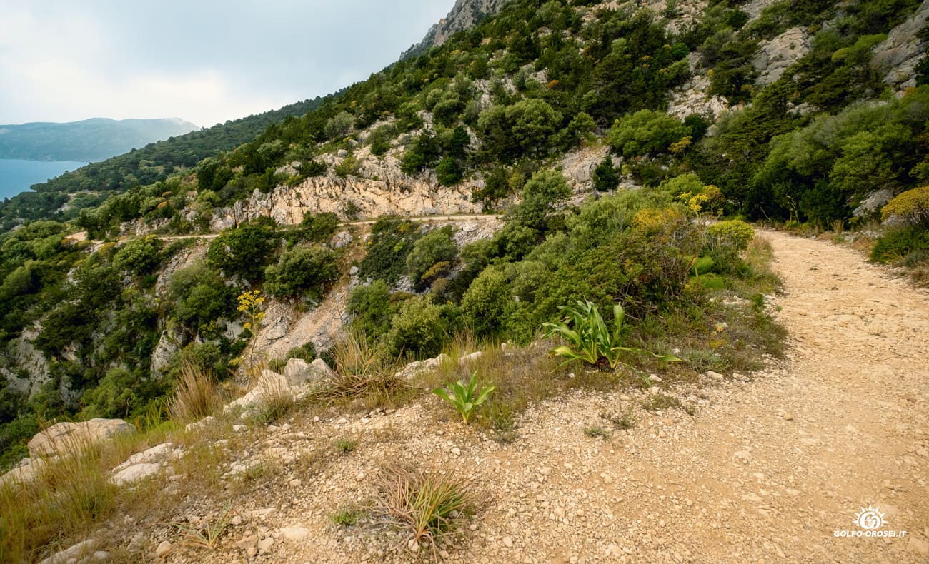 Sentiero con terreno naturale 3