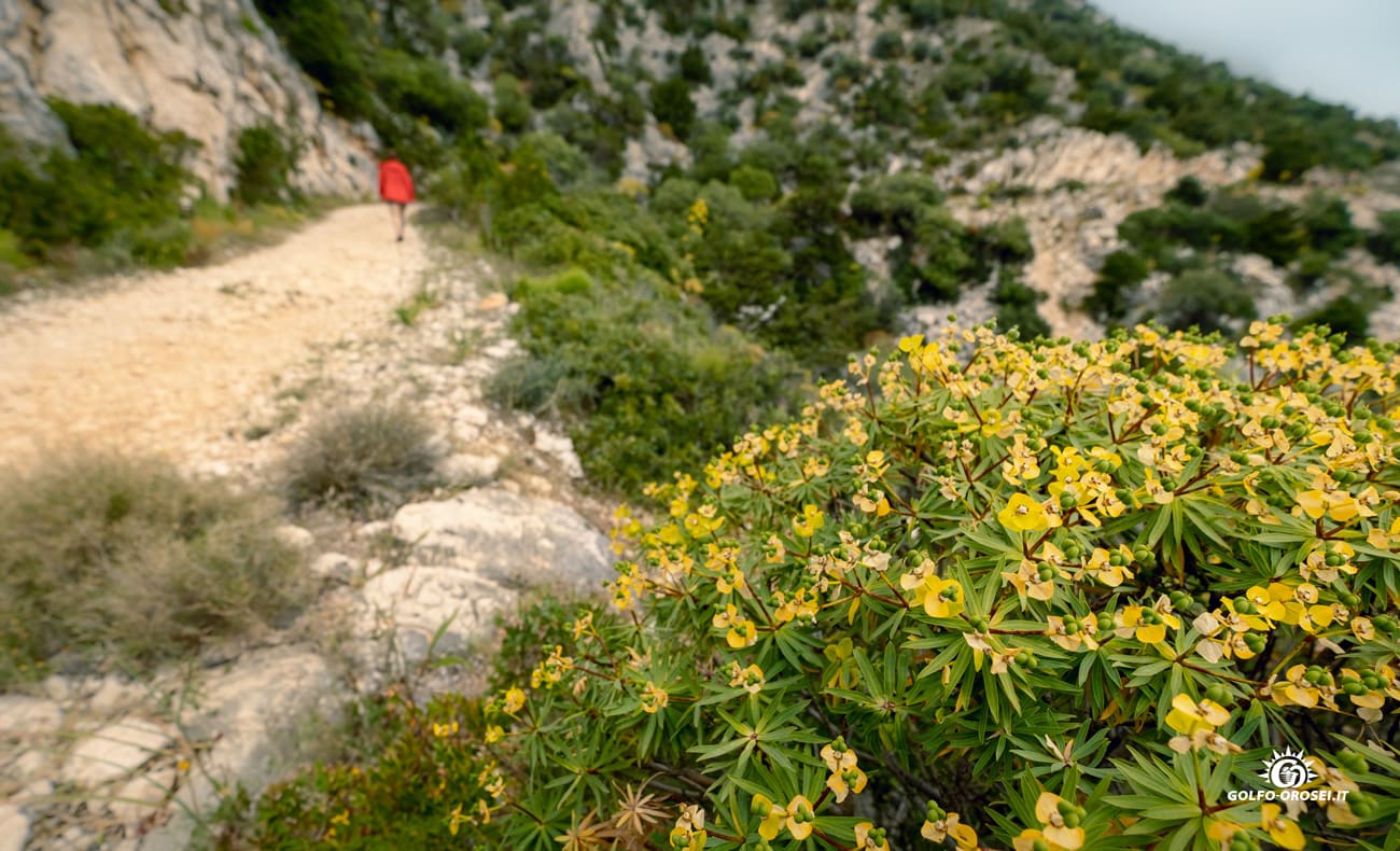 Trekking Cala Gonone 3