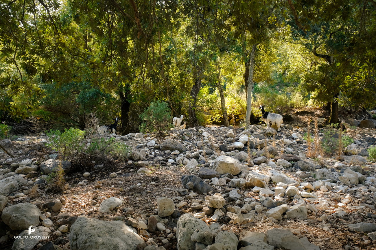 Gulf of Orosei Trail