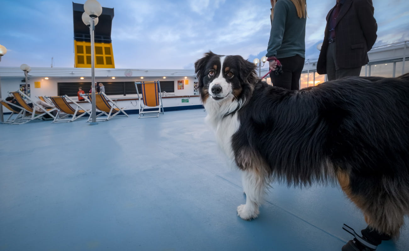 Pet on ferry 2