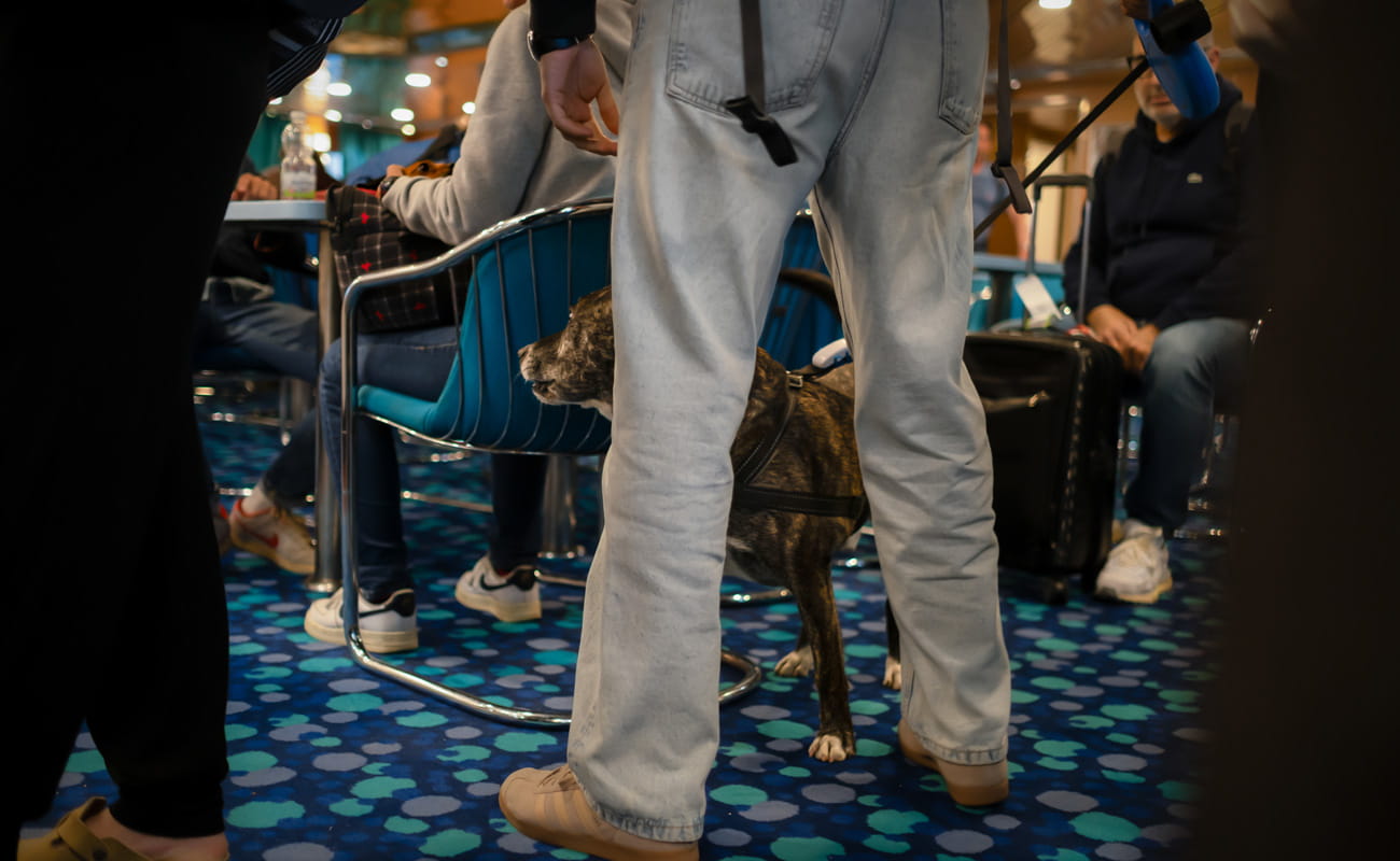 Pet on ferry 3