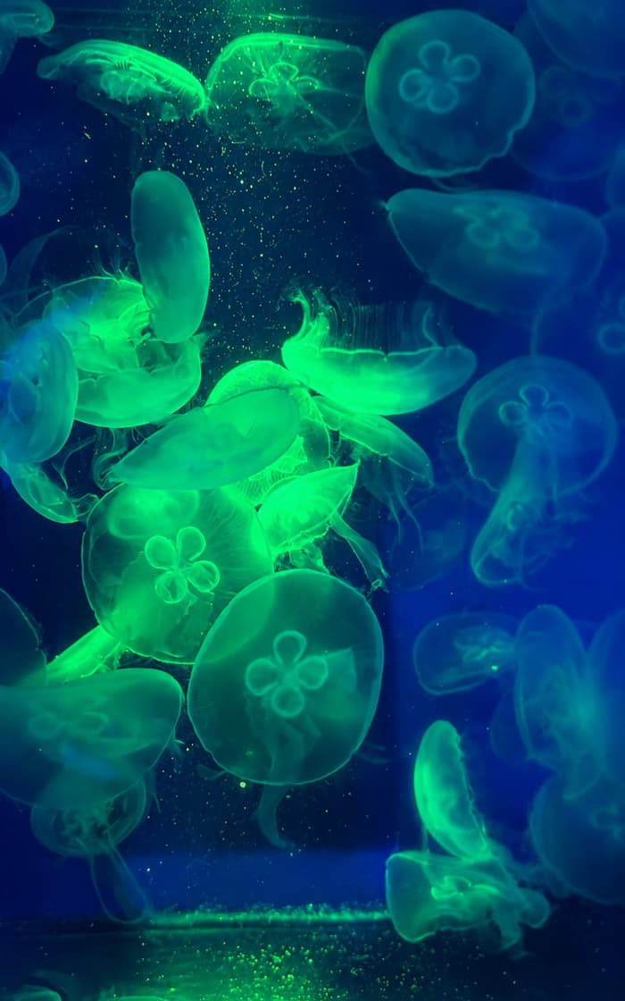 Ispirazione blu Golfo Orosei
