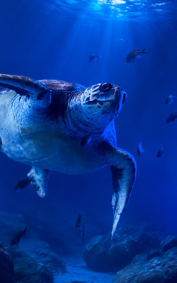ispirazione acquario Golfo Orosei
