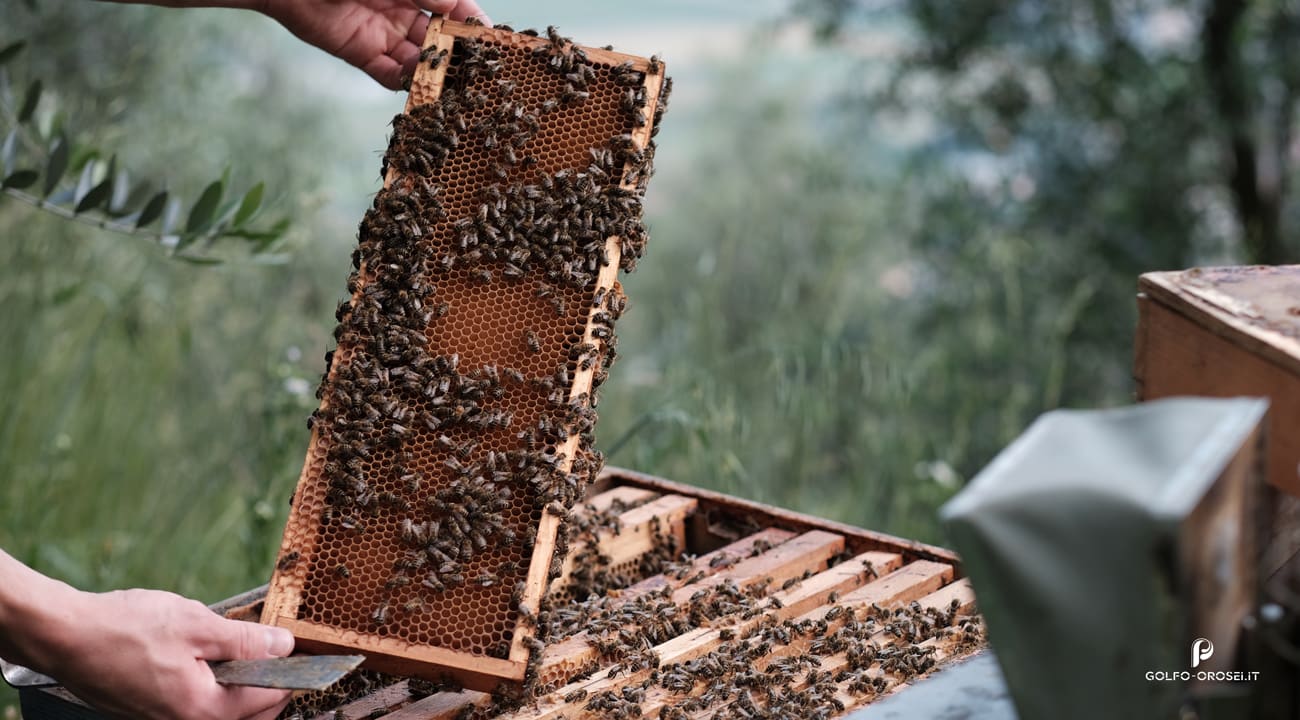 Apicoltura Sarda Apicoltura sarda