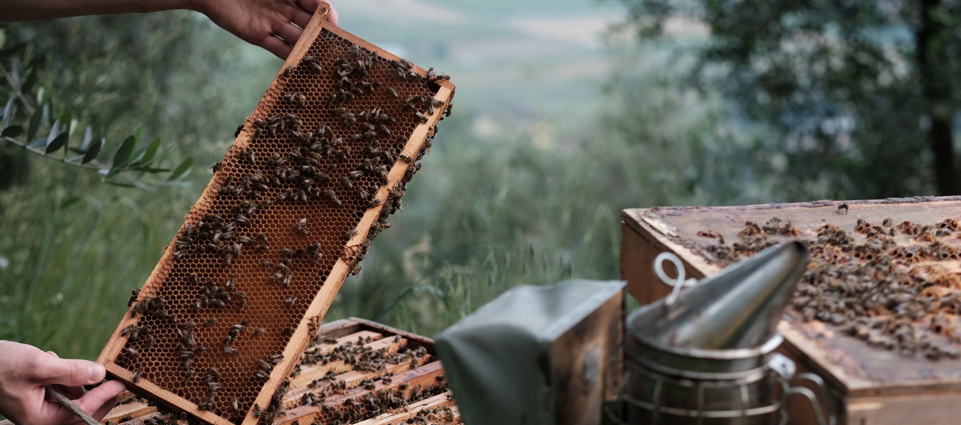 Sardinian honey