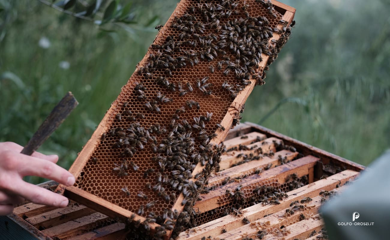In attesa di opercolazione