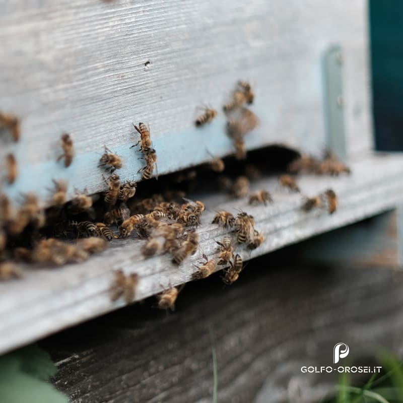 Raccolta del miele