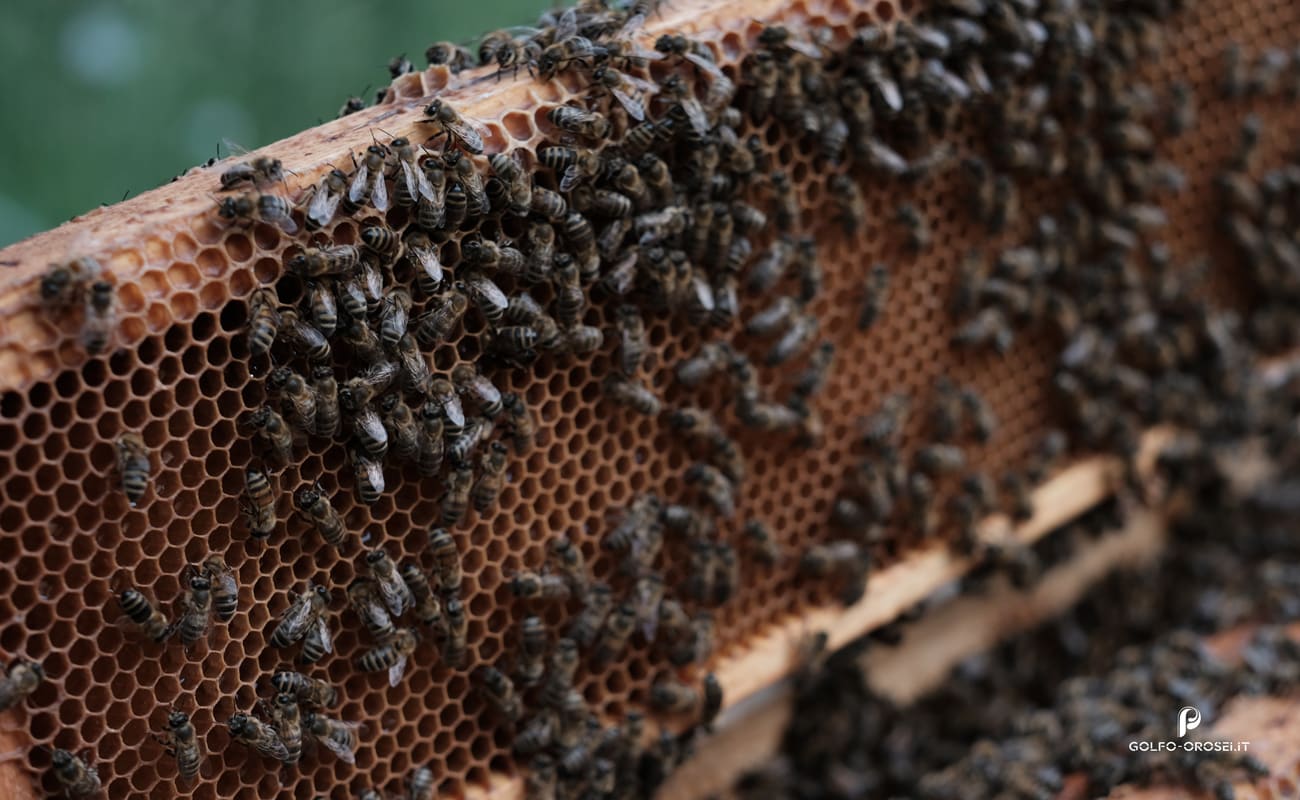 Regina sotto osservazione