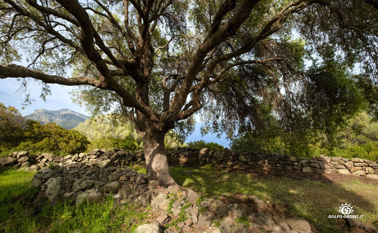 Nuraghe Mannu foto 8
