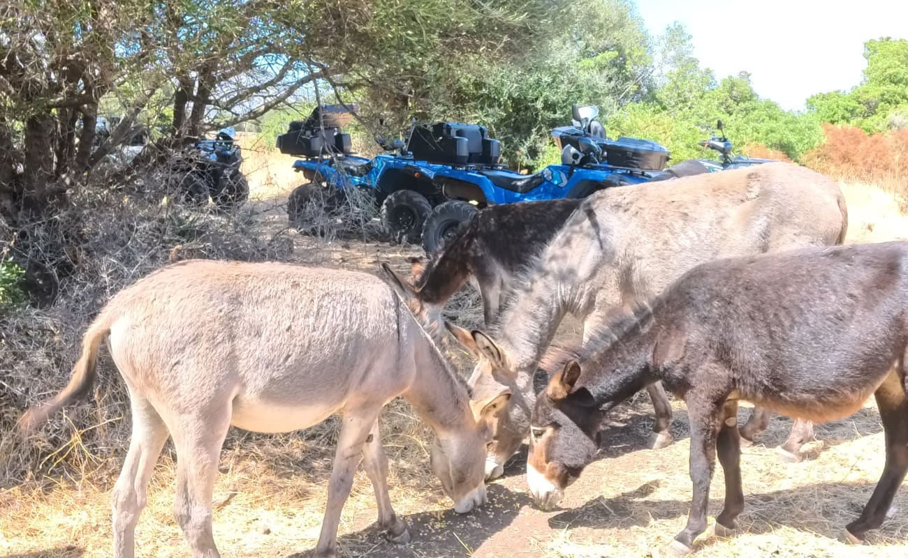 Escursioni in Quad 4