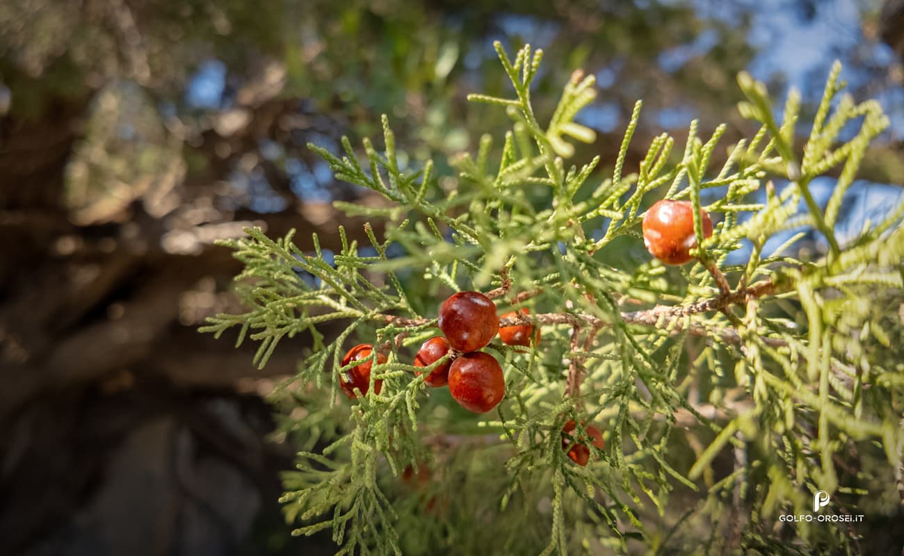 Juniperus phoenicea