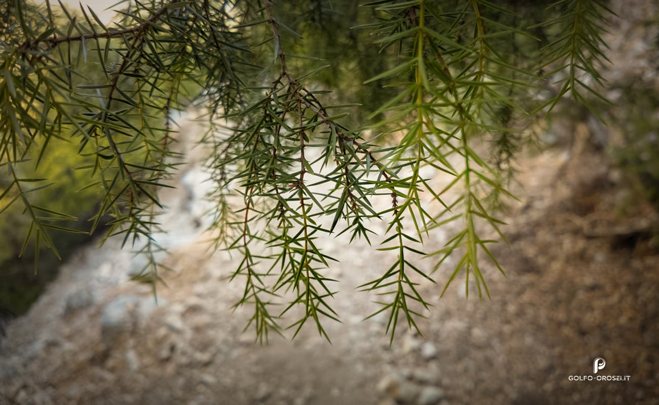 Juniperus: piante maschili e femminili