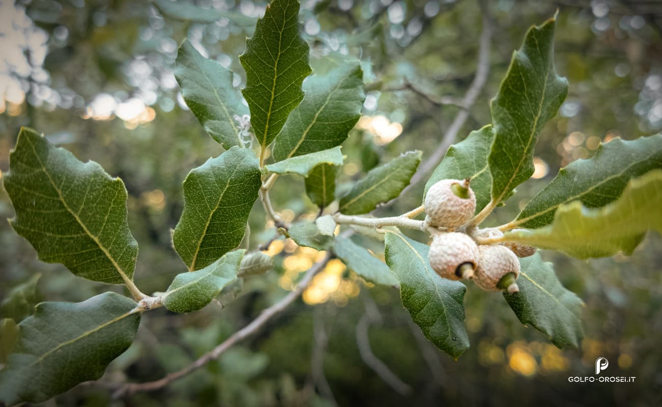 Quercus coccifera
